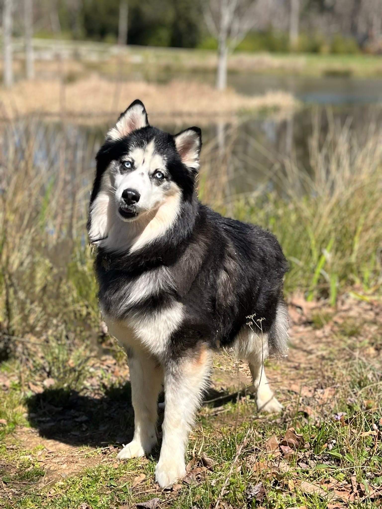 Kino, an adoptable Siberian Husky in Holly Springs, NC, 27540 | Photo Image 1