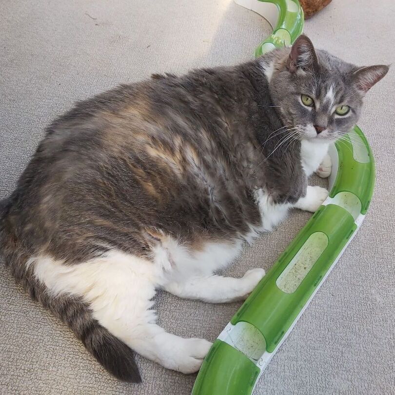 Lucy & Tootsie, an adoptable Domestic Short Hair, Domestic Long Hair in Abbotsford, BC, V3G 2L5 | Photo Image 3