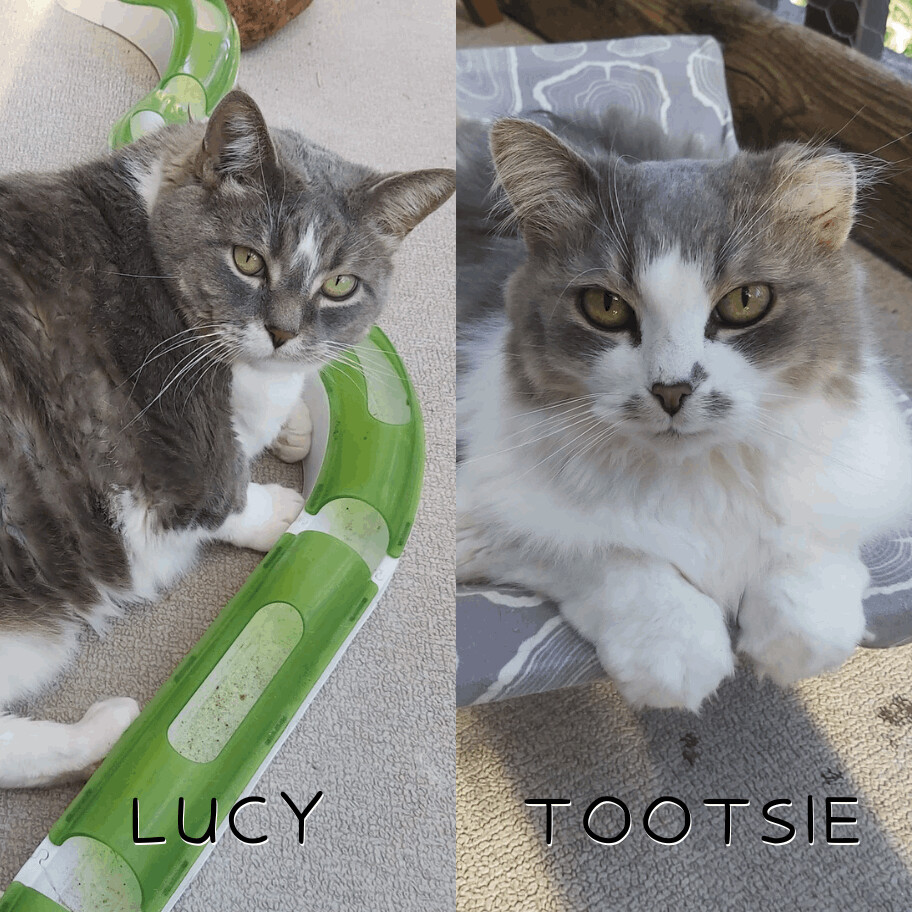 Lucy & Tootsie, an adoptable Domestic Short Hair, Domestic Long Hair in Abbotsford, BC, V3G 2L5 | Photo Image 1