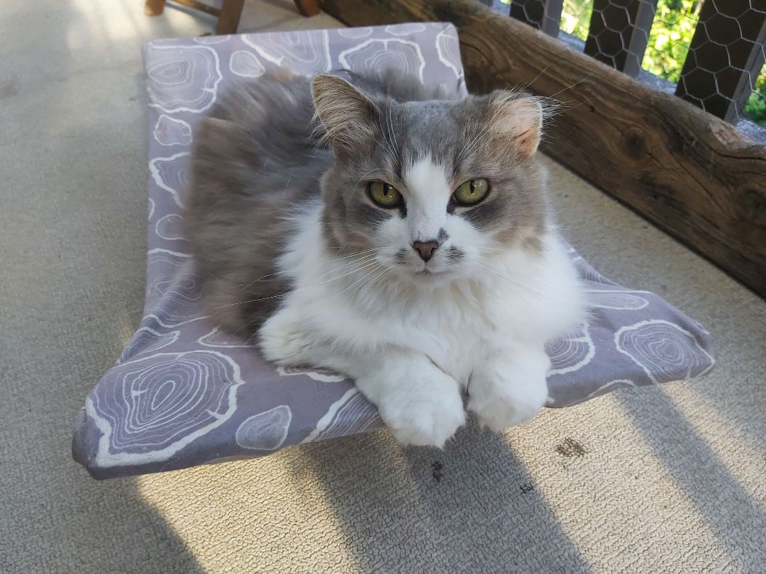 Lucy & Tootsie, an adoptable Domestic Short Hair, Domestic Long Hair in Abbotsford, BC, V3G 2L5 | Photo Image 6
