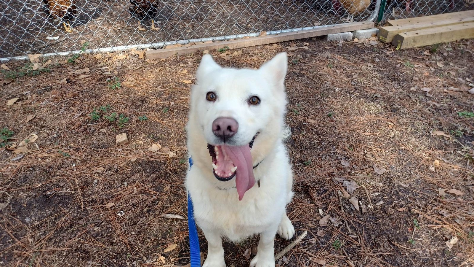 Tatum, an adoptable Husky in Holly Springs, NC, 27540 | Photo Image 3