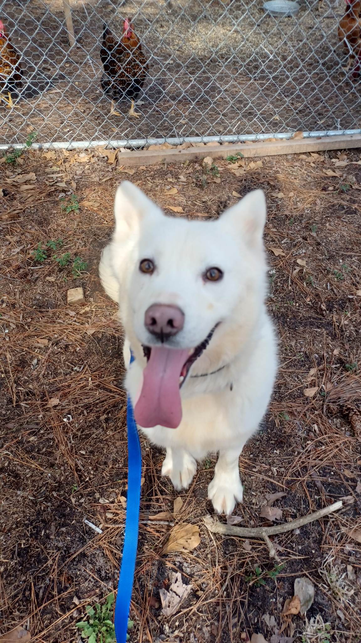 Tatum, an adoptable Husky in Holly Springs, NC, 27540 | Photo Image 3