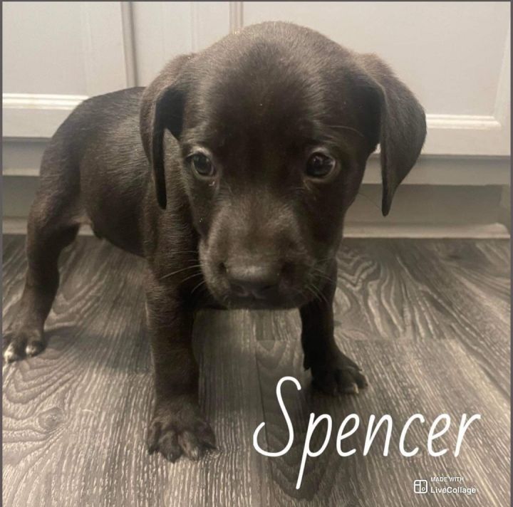 Dog for adoption - Spencer, a Labrador Retriever & Terrier Mix in ...