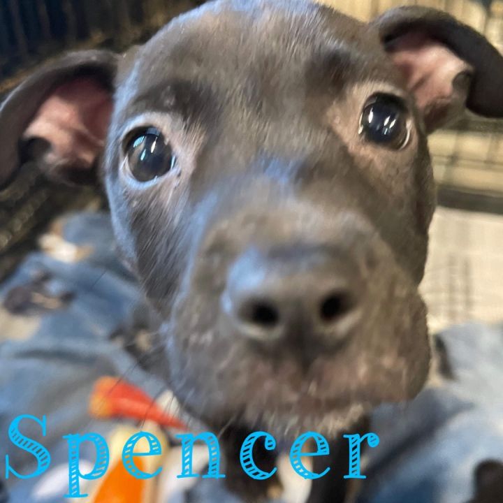 Dog for adoption Spencer, a Labrador Retriever & Terrier Mix in