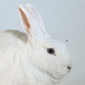 Quincy, Adult Male unknown
