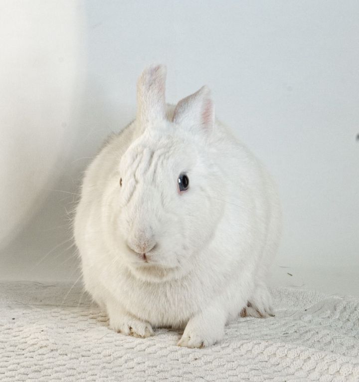 Quincy 6