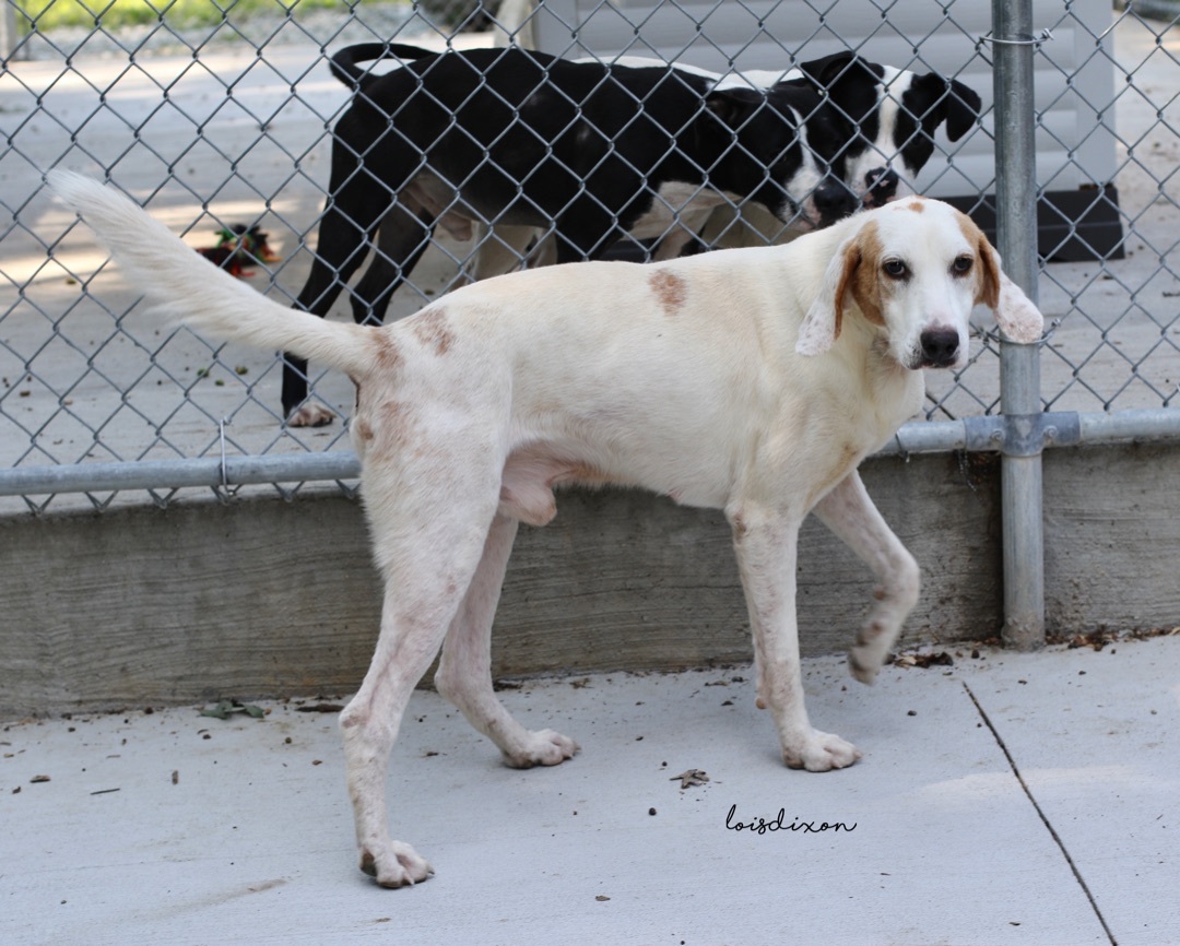 Forest, an adoptable Hound in Yanceyville, NC, 27379 | Photo Image 3