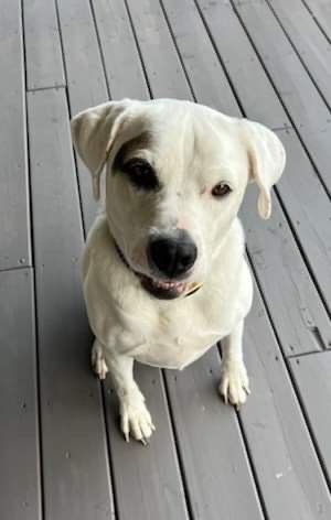Mikey (20220812-02) **special needs-deaf**, an adoptable Labrador Retriever in Niagara on the Lake, ON, L0S 1J0 | Photo Image 1