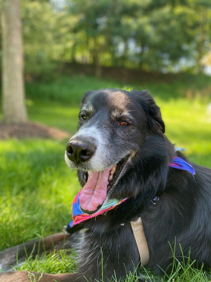 OLLIE - Active, an adoptable Border Collie in Carlisle, PA, 17015 | Photo Image 6