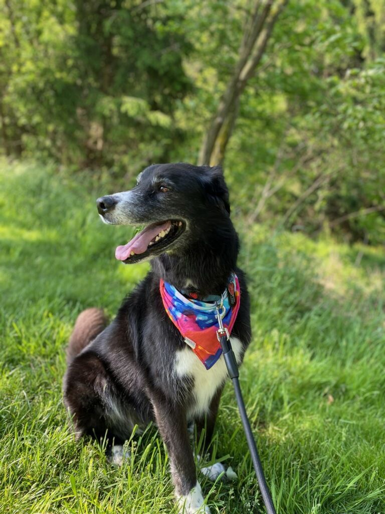 OLLIE - Active, an adoptable Border Collie in Carlisle, PA, 17015 | Photo Image 7