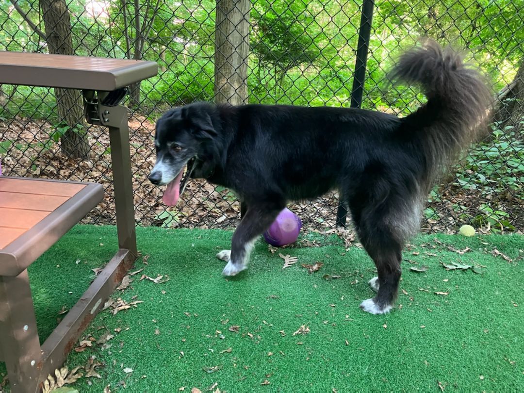 OLLIE - Active, an adoptable Border Collie in Carlisle, PA, 17015 | Photo Image 8
