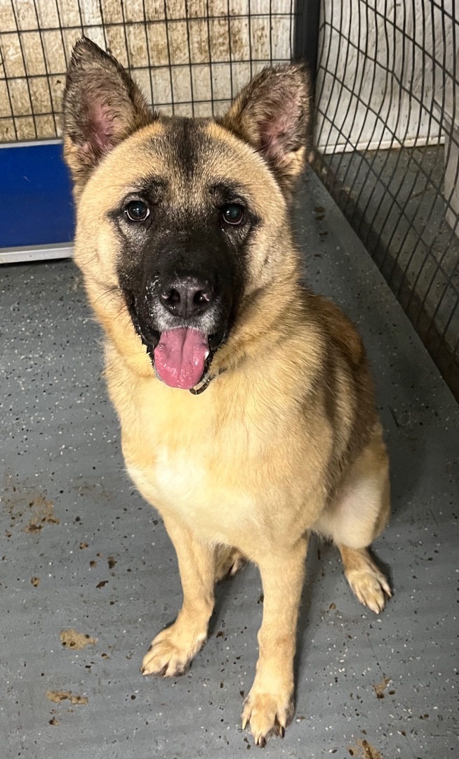 Dog for adoption - Ryder, a Shepherd in North Haven, CT | Petfinder