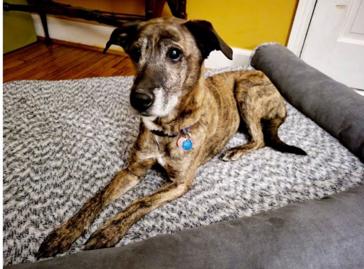Azzy, an adopted Whippet Mix in Louisville, KY_image-2