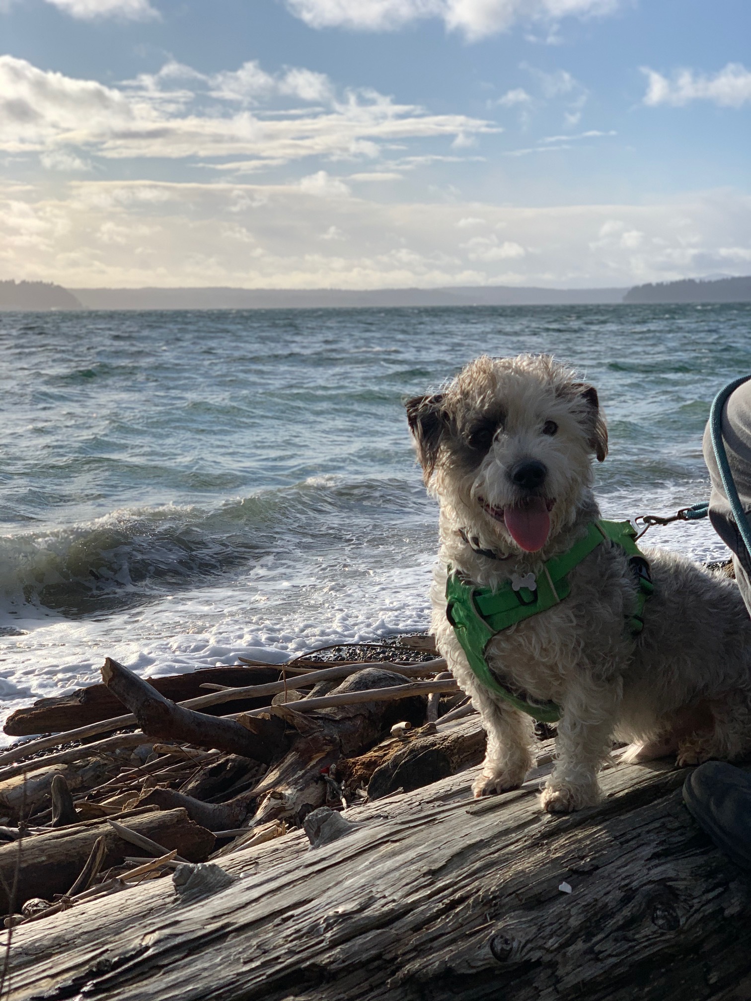 Jahan, an adoptable Glen of Imaal Terrier, Miniature Poodle in Seattle, WA, 98116 | Photo Image 2