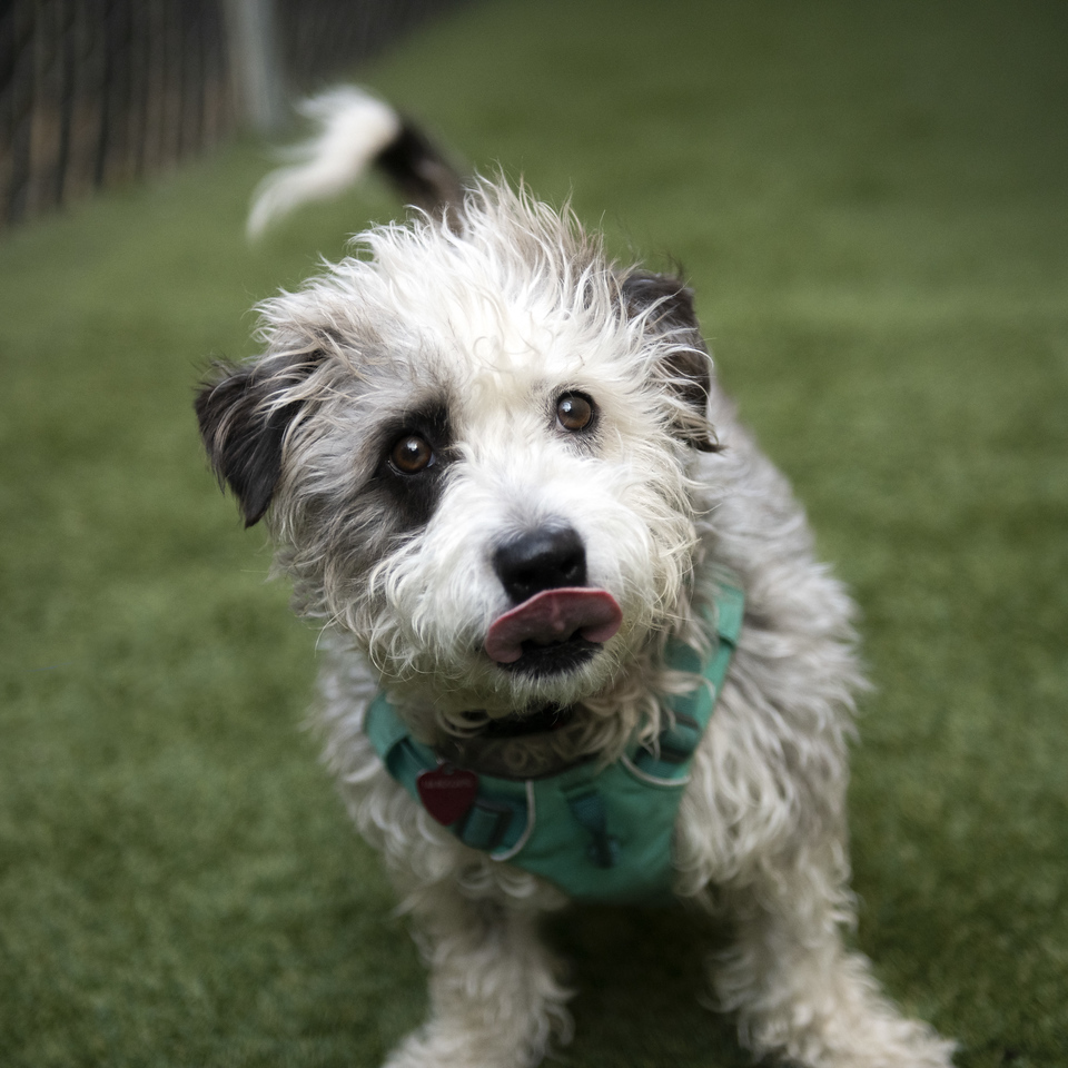 Jahan, an adoptable Glen of Imaal Terrier, Miniature Poodle in Seattle, WA, 98116 | Photo Image 3