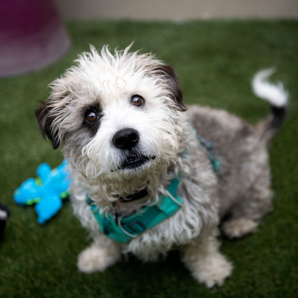 Jahan, an adoptable Glen of Imaal Terrier, Miniature Poodle in Seattle, WA, 98116 | Photo Image 5
