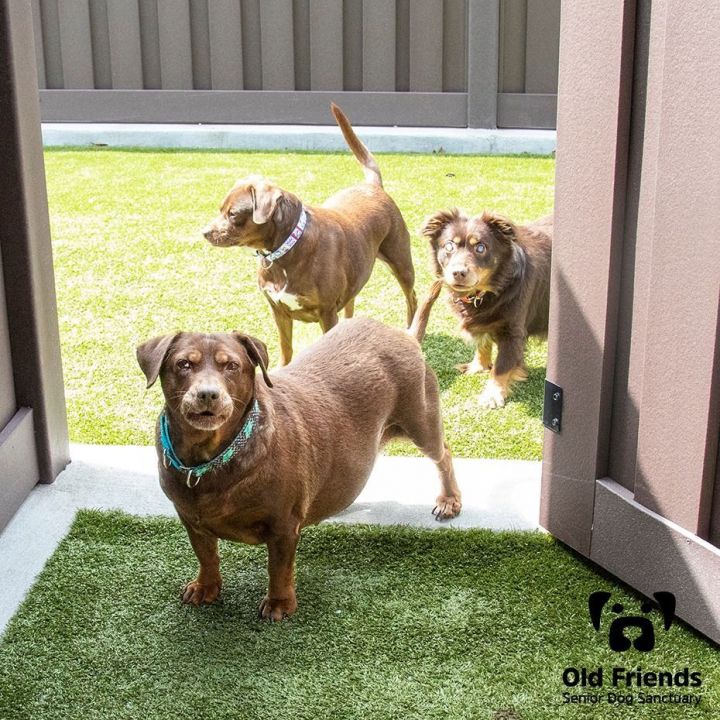 can a beagle and a labrador retriever be friends