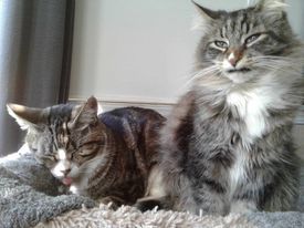 Uno and Tessy, an adoptable Domestic Medium Hair & Domestic Short Hair Mix in Campbell River, BC_image-3