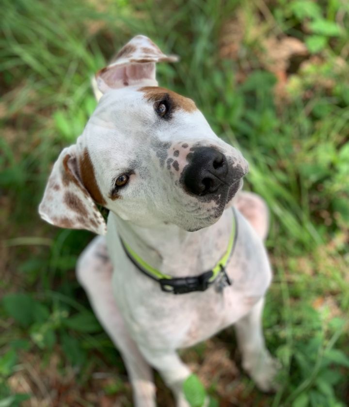 Charlie, an adoptable Pit Bull Terrier & Pointer Mix in Cypress, TX_image-2