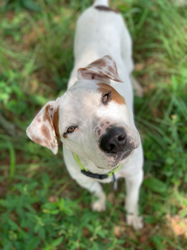 Charlie, an adoptable Pit Bull Terrier & Pointer Mix in Cypress, TX_image-3