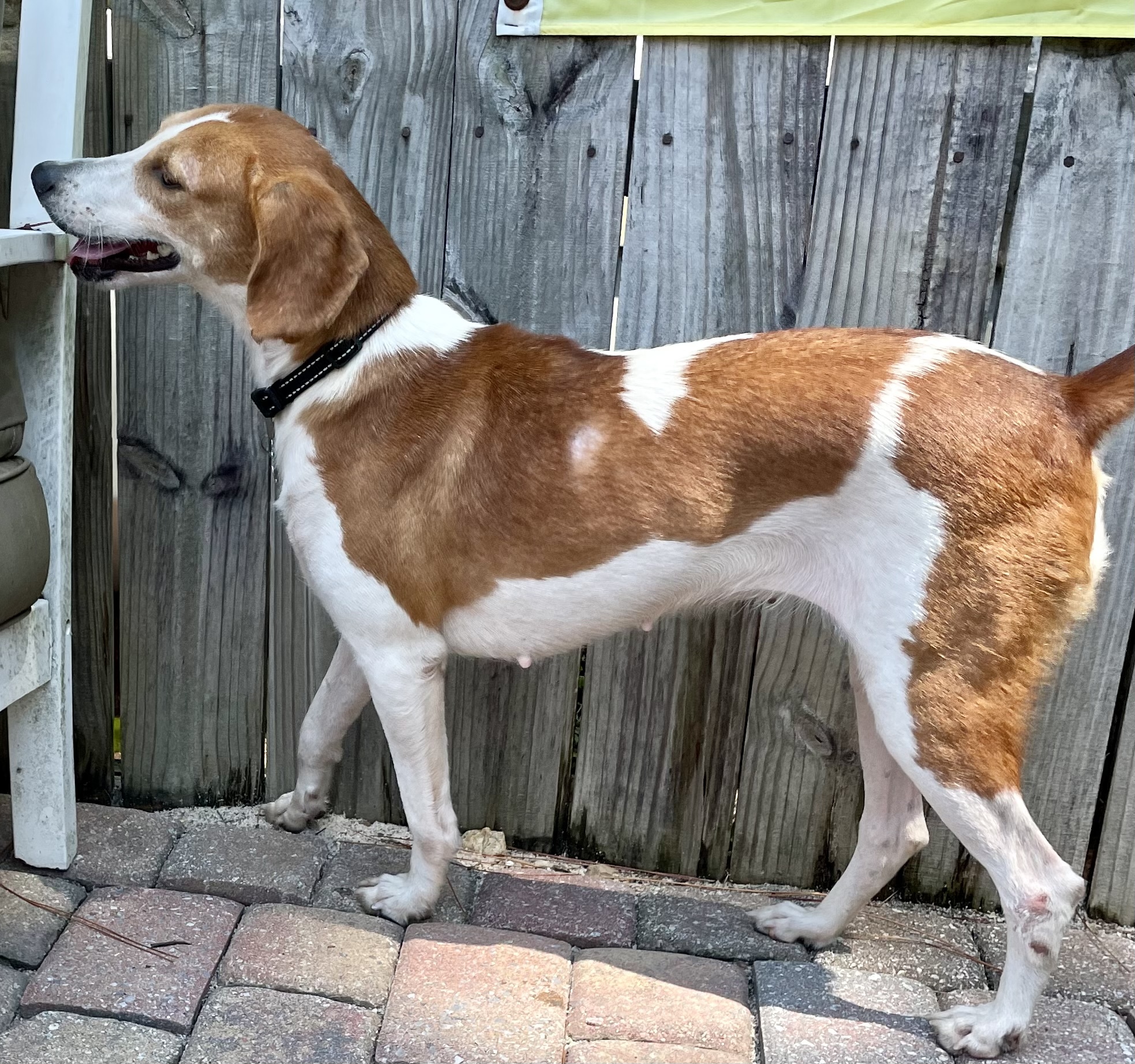 Lexi, an adoptable Foxhound, Beagle in Fort Walton Beach, FL, 32547 | Photo Image 2