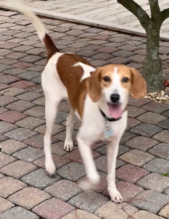 Lexi, an adoptable Foxhound, Beagle in Fort Walton Beach, FL, 32547 | Photo Image 3
