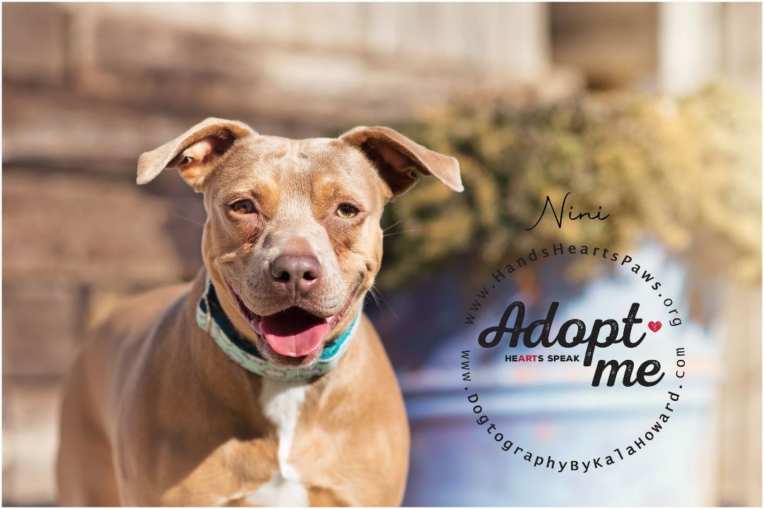 Nini, an adoptable Terrier in Omaha, NE, 68106 | Photo Image 3