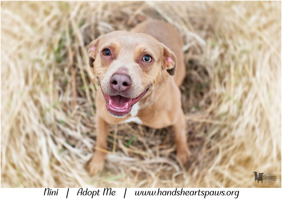 Nini, an adoptable Terrier in Omaha, NE, 68106 | Photo Image 1
