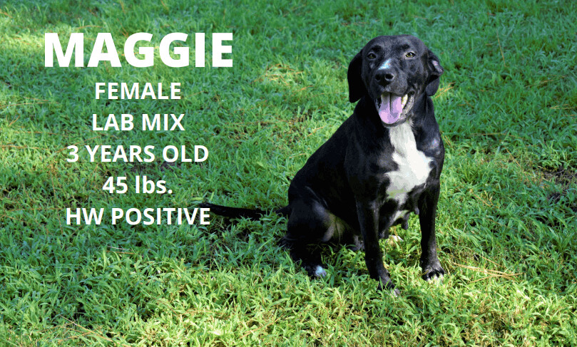 Maggie