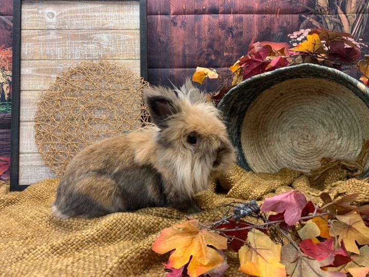 Rosetta, an adoptable Lionhead in Youngstown, OH_image-1