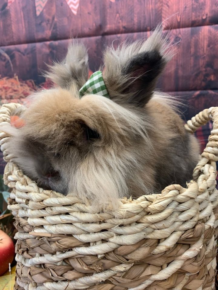Rosetta, an adoptable Lionhead in Youngstown, OH_image-4