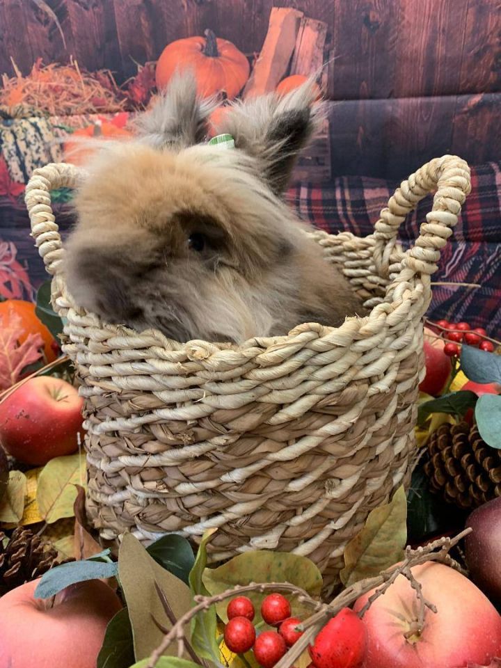 Rosetta, an adoptable Lionhead in Youngstown, OH_image-5