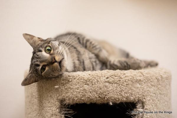 Candi, an adoptable Tabby in Parlier, CA, 93648 | Photo Image 1