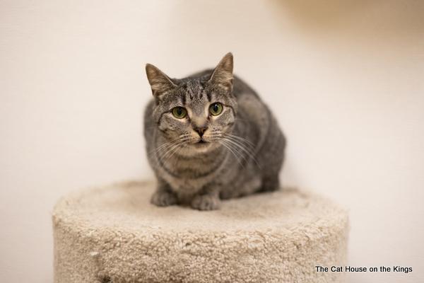 Candi, an adoptable Tabby in Parlier, CA, 93648 | Photo Image 2
