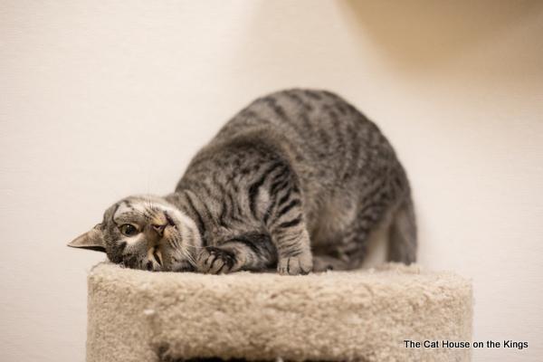 Candi, an adoptable Tabby in Parlier, CA, 93648 | Photo Image 3