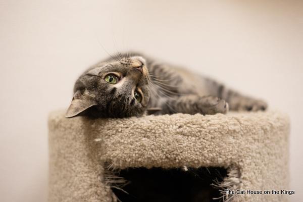 Candi, an adoptable Tabby in Parlier, CA, 93648 | Photo Image 4