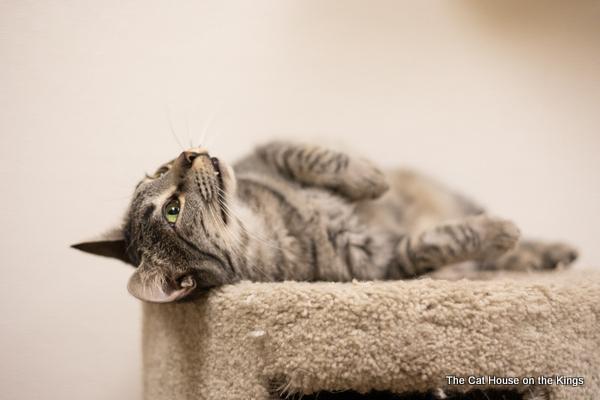 Candi, an adoptable Tabby in Parlier, CA, 93648 | Photo Image 5