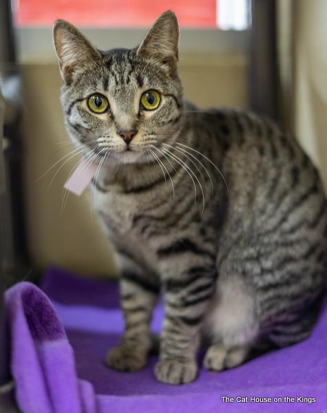Candi, an adoptable Tabby in Parlier, CA, 93648 | Photo Image 6