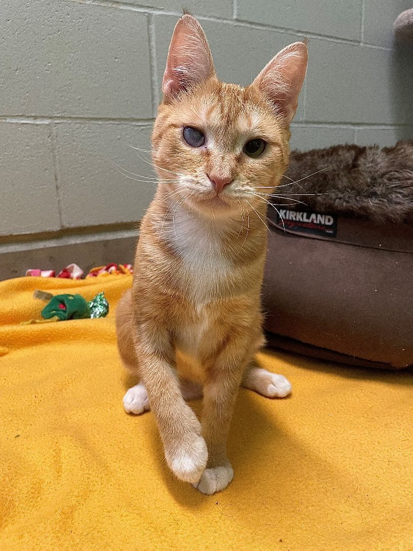 Cat for adoption Selene, a Domestic Short Hair in Delta, BC Petfinder