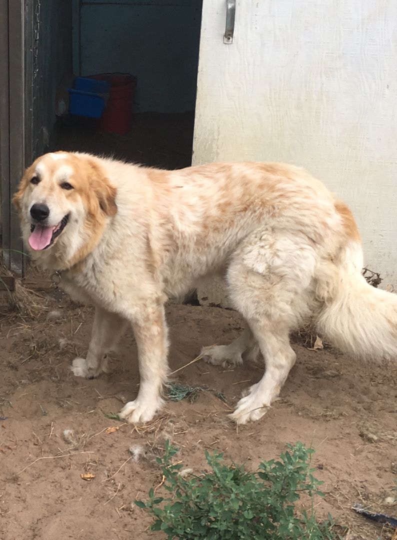 Ginger, an adoptable Great Pyrenees in Pierce, NE, 68767 | Photo Image 2