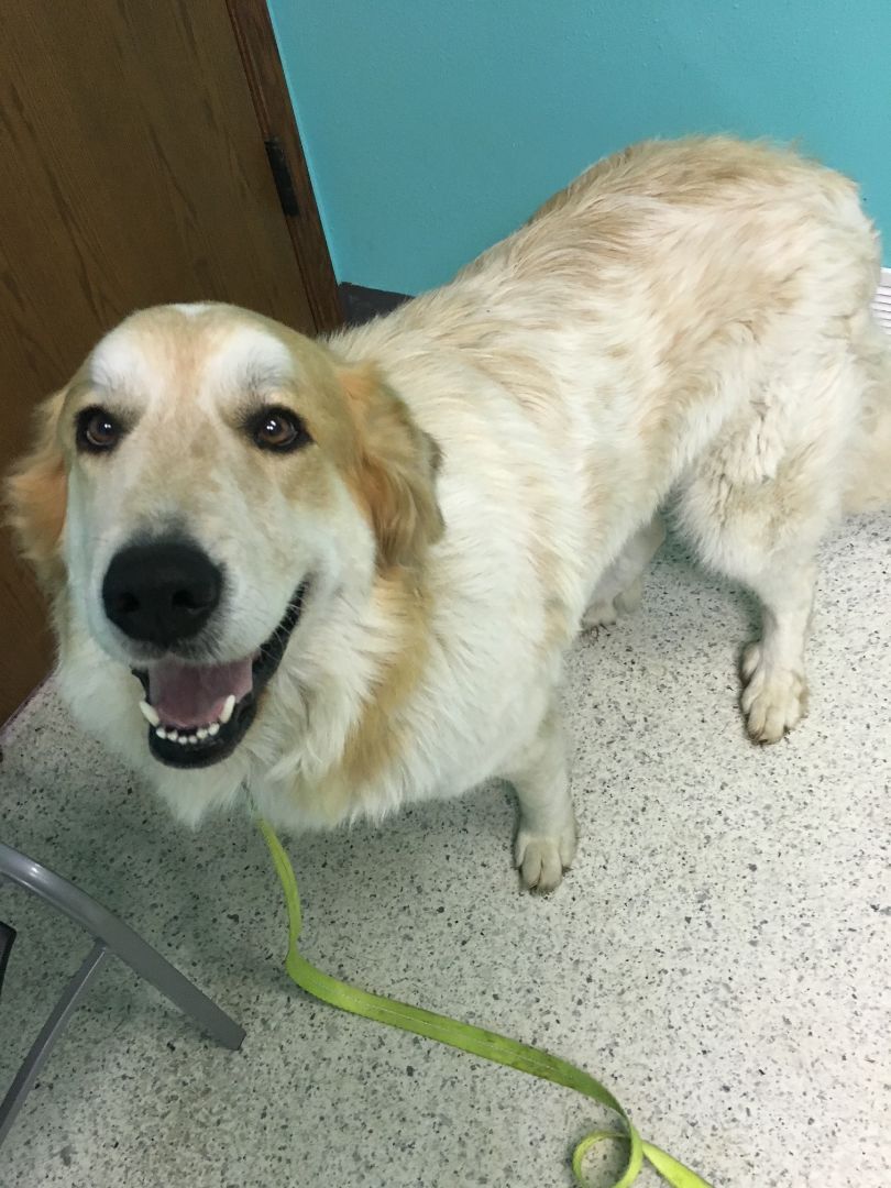 Ginger, an adoptable Great Pyrenees in Pierce, NE, 68767 | Photo Image 3