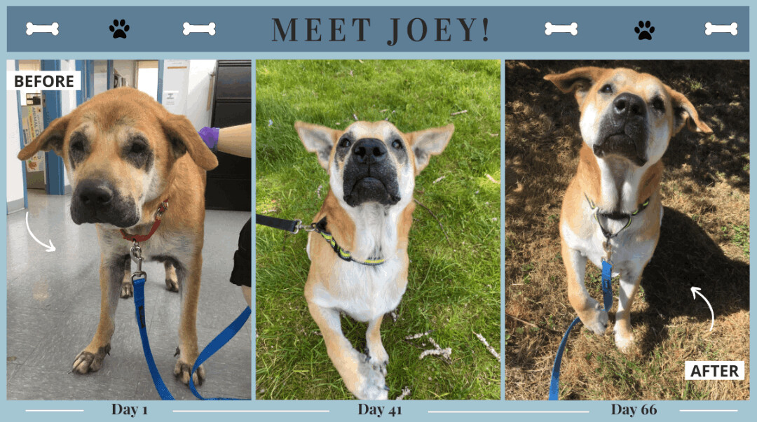 Joey, an adoptable Mountain Dog in Delta, BC, V4G 1C1 | Photo Image 2