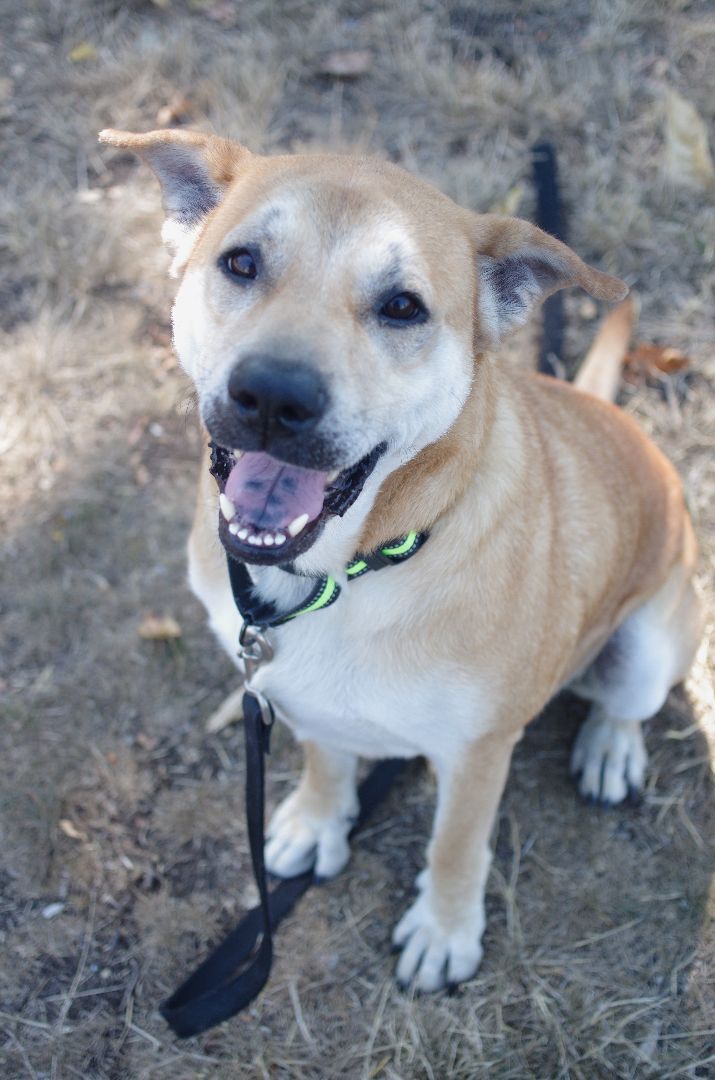 Joey, an adoptable Mountain Dog in Delta, BC, V4G 1C1 | Photo Image 5