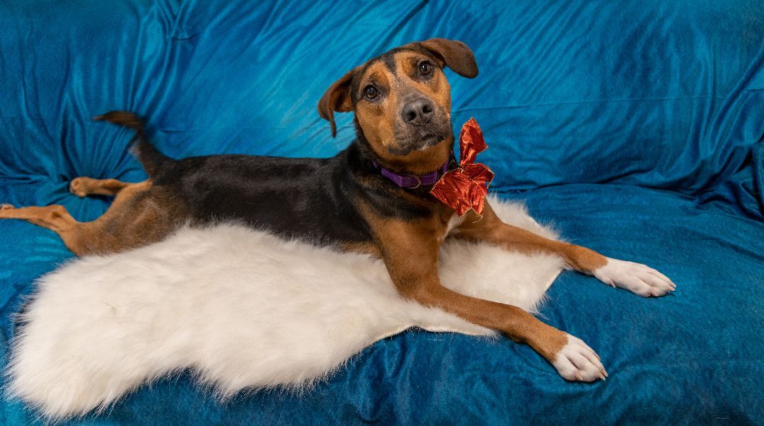 Holli, an adoptable Hound, Rottweiler in Friday Harbor, WA, 98250 | Photo Image 2