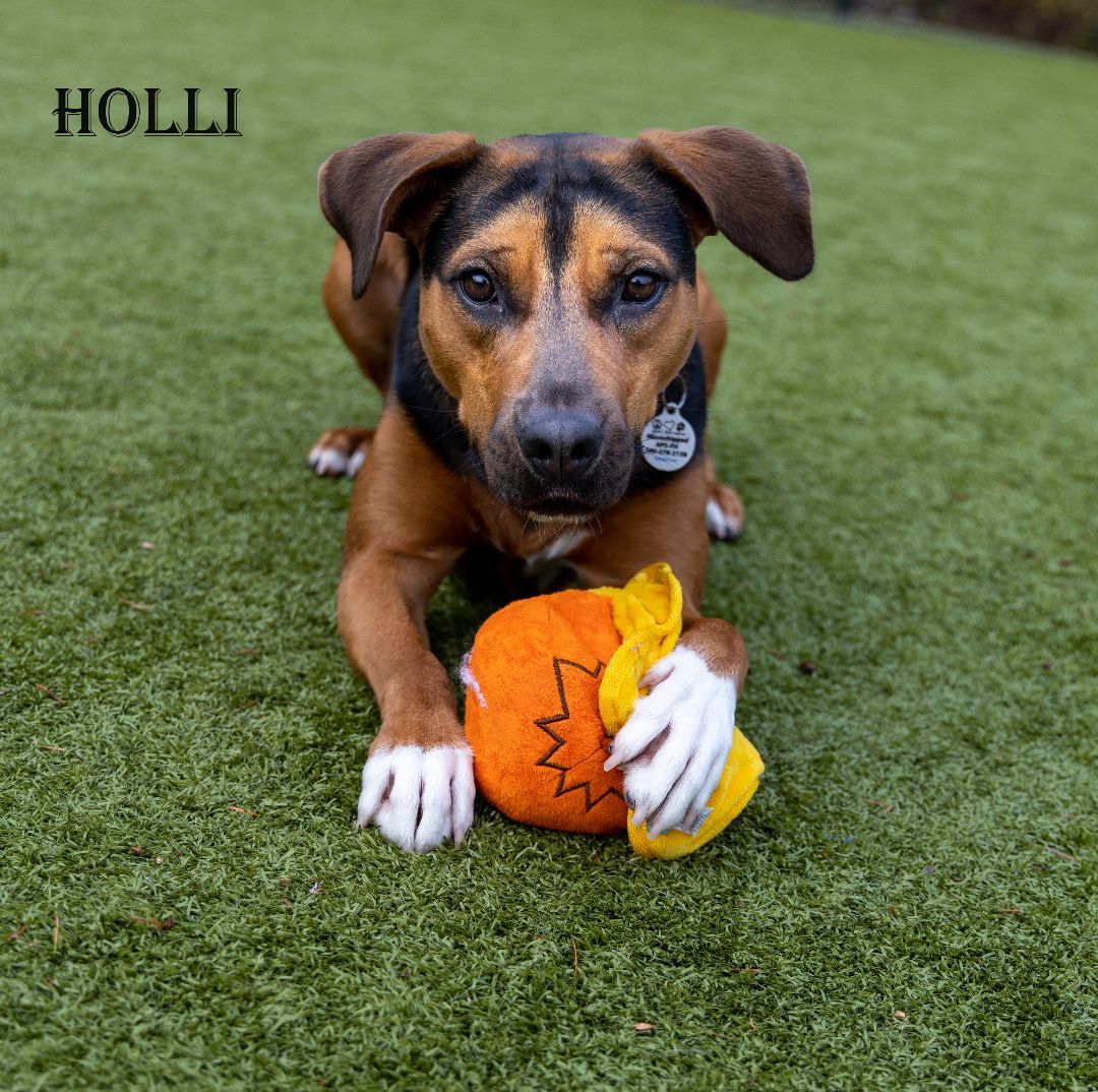 Holli, an adoptable Hound, Rottweiler in Friday Harbor, WA, 98250 | Photo Image 4