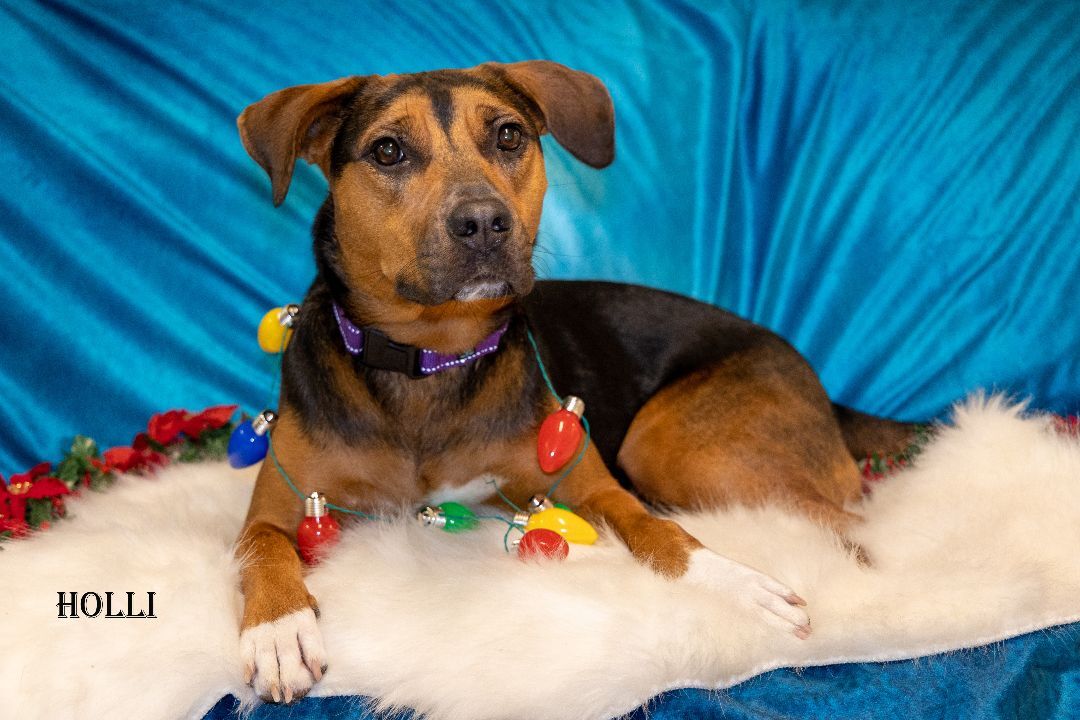 Holli, an adoptable Hound, Rottweiler in Friday Harbor, WA, 98250 | Photo Image 5