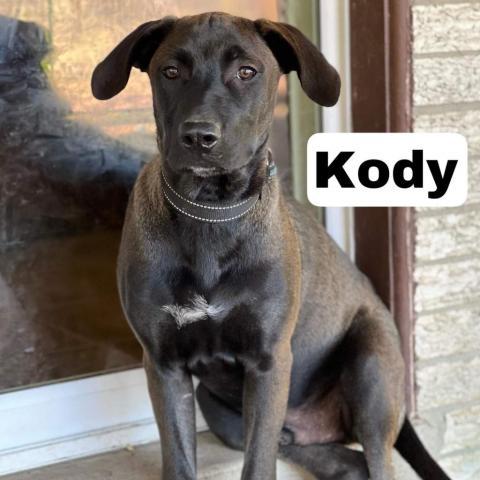 Kody