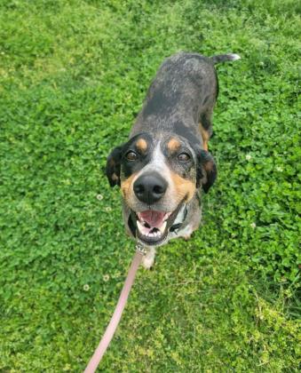 Bunny, an adoptable Hound, Bluetick Coonhound in Springfield, MO, 65803 | Photo Image 2