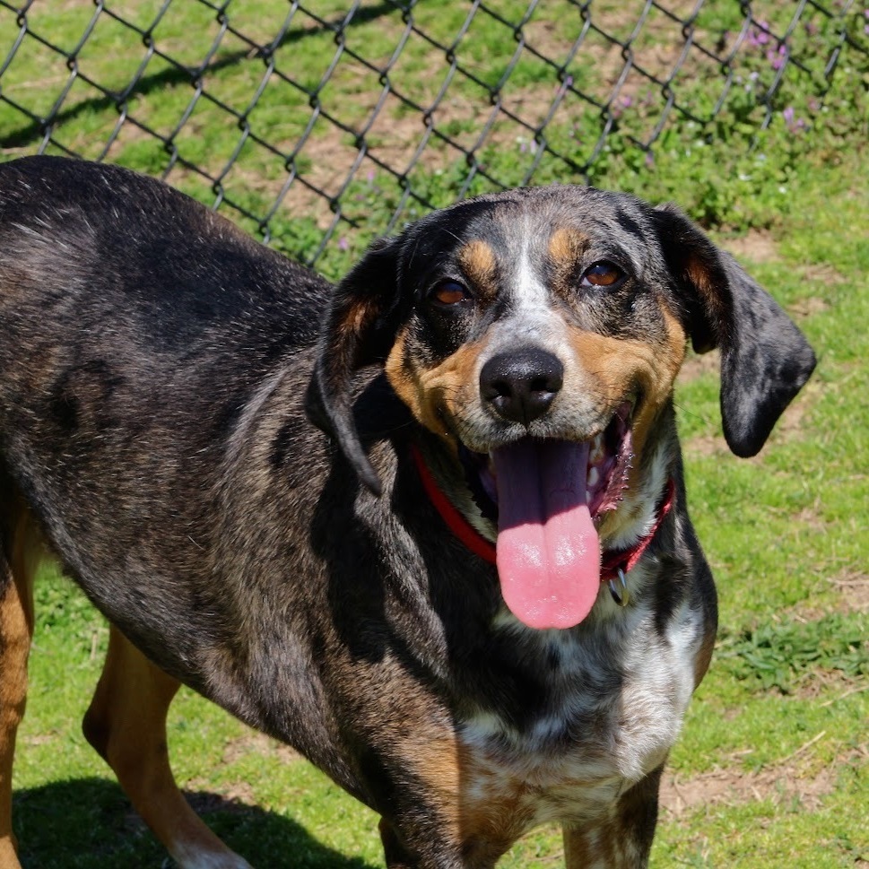 Bunny, an adoptable Hound, Bluetick Coonhound in Springfield, MO, 65803 | Photo Image 3