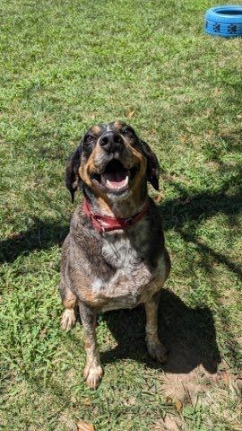 Bunny, an adoptable Hound, Bluetick Coonhound in Springfield, MO, 65803 | Photo Image 4